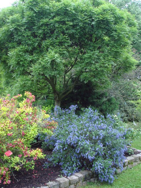 Ceanothus rigidus 'Southmead' P12